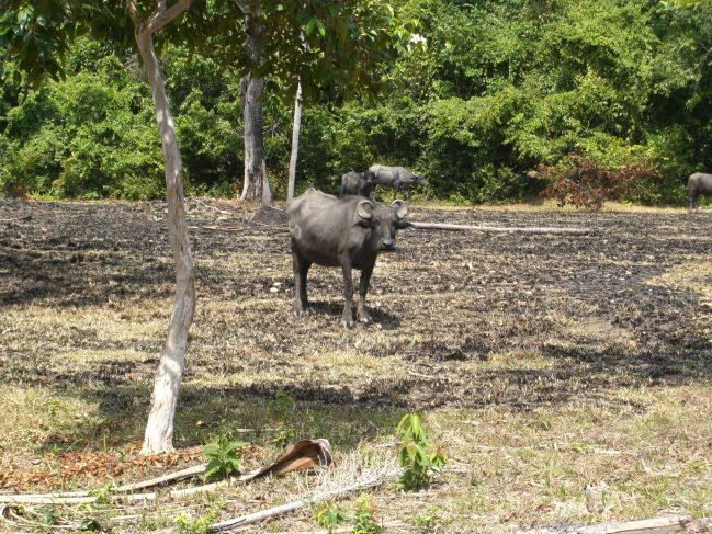  2006:12:14 09:46:08   44 Water buffalo - 2.jpg